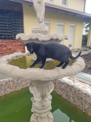 Ofer spre adoptie pisicuță 