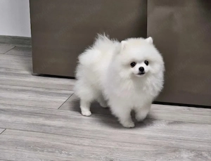 Pomeranian ALBĂ Femelă | Pedigree | Canisă de Renume - imagine 2