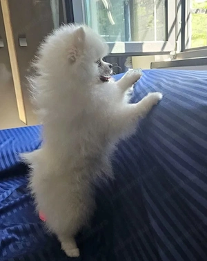 Pomeranian ALBĂ Femelă | Pedigree | Canisă de Renume - imagine 5