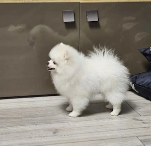 Pomeranian ALBĂ Femelă | Pedigree | Canisă de Renume - imagine 4