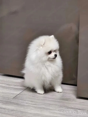 Pomeranian ALBĂ Femelă | Pedigree | Canisă de Renume - imagine 3