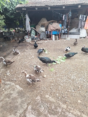 Rațe leșești de vanzare