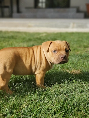 Vand american bully  - imagine 3