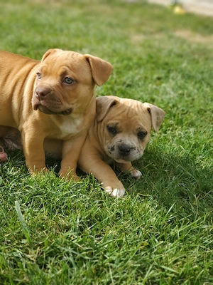 De vânzare american bully  - imagine 2