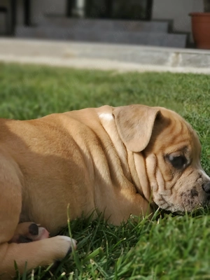 De vânzare american bully  - imagine 3