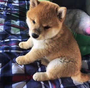 Akita Inu rasă pură 