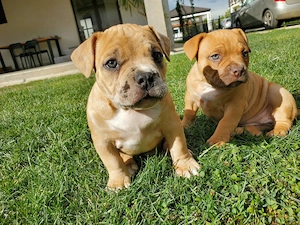 American bully de vânzare  - imagine 4