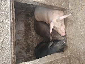 Vând porci crescuți la curte 100% natural