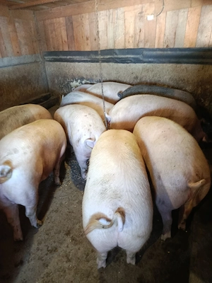 Porci de Țară de Vânzare Preț 17 lei kg în Viu  - imagine 4