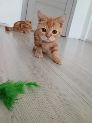 Red Boy(BSH d)
