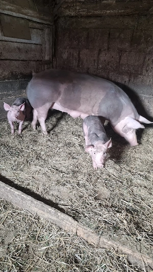 disponibila scroafa pietrain belgian  - imagine 5
