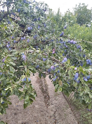Țuica (palinca) prune de 52'