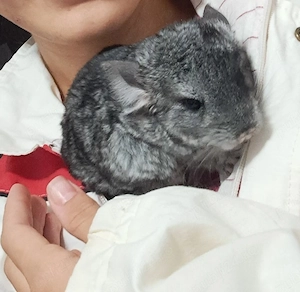 vând pui sinsila  chinchilla 