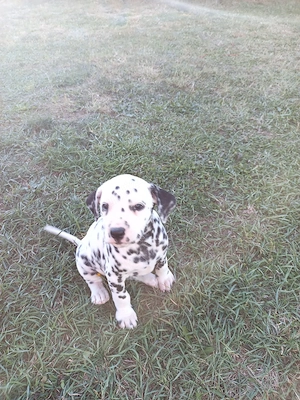 catelus dalmatieni - imagine 2