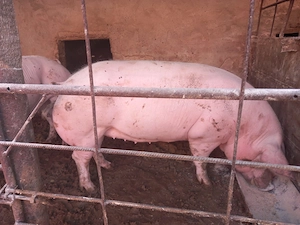 Porc de vânzare  - imagine 2