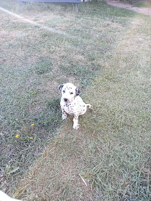 catelus dalmatieni - imagine 3