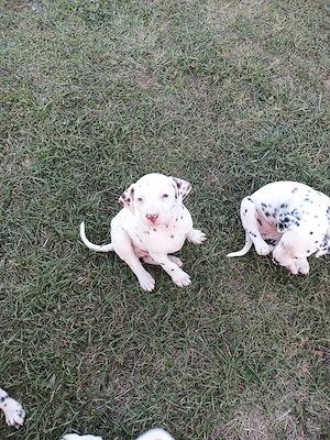 catelus dalmatieni - imagine 4