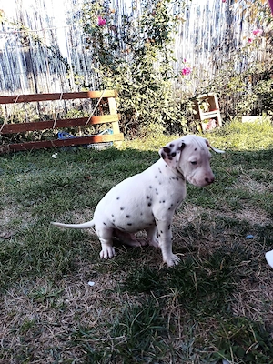 catelus dalmatieni - imagine 5