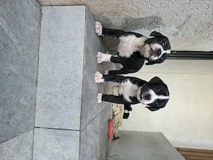 Vand cane corso - imagine 3