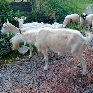 Vând țap, capre și miei