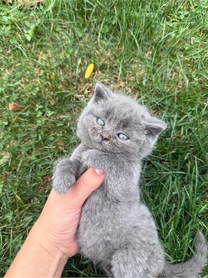 British shorthair - puiuti