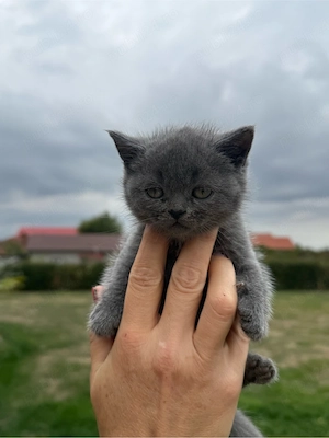 British shorthair - puiuti - imagine 3