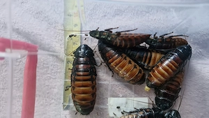 Gandaci dubia ,viermi superworms si gândaci lateralias - imagine 2