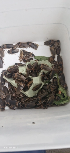 Gandaci dubia ,viermi superworms si gândaci lateralias - imagine 4