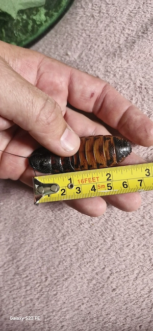Gandaci dubia ,viermi superworms si gândaci lateralias