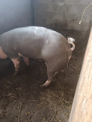 Vand porc (vier) rasa Pietran .  - imagine 2