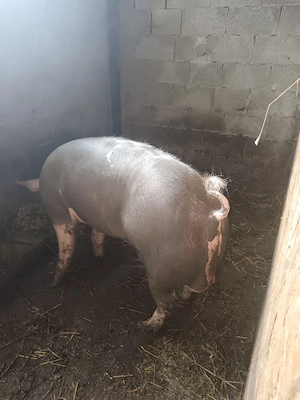 Vand porc (vier) rasa Pietran .  - imagine 3