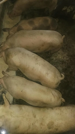 porci pentru Crăciun  - imagine 3