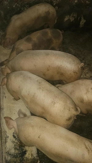 porci pentru Crăciun  - imagine 2