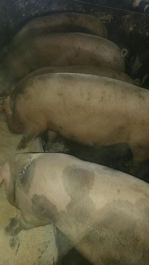 porci pentru Crăciun 
