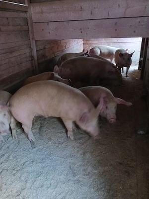 vând porci. 9 lei kg pe cântar 
