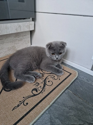 MOKY  , pisicuță scotish fold