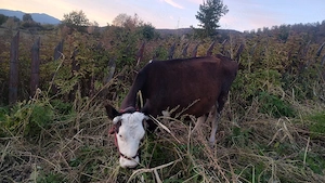 vaca și vitica - imagine 3