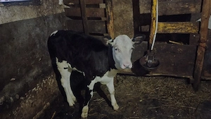 vaca și vitica - imagine 2