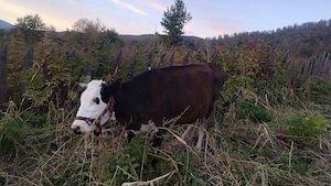 vaca și vitica - imagine 5