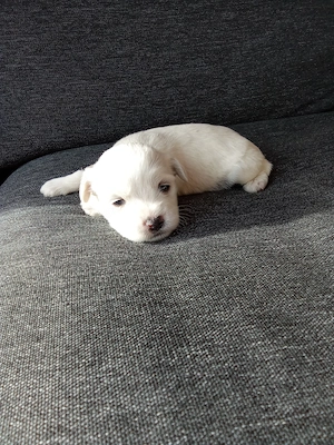 Vând câine Bichon Maltez