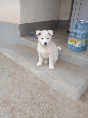 catelus akita inu
