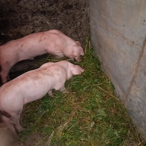  vind porci mari purcei de rasă marele alb cu vaccinul la zi la boian Cluj Napoca   - imagine 4