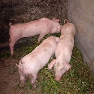  vind porci mari purcei de rasă marele alb cu vaccinul la zi la boian Cluj Napoca   - imagine 2