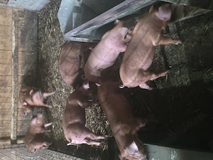 Vand purcei Duroc 9 săptămâni . - imagine 3