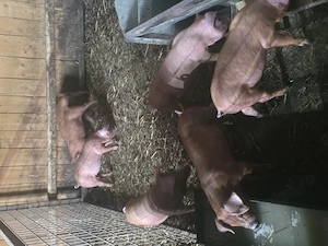Vand purcei Duroc 9 săptămâni .