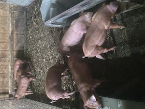 Vand purcei Duroc 9 săptămâni . - imagine 2