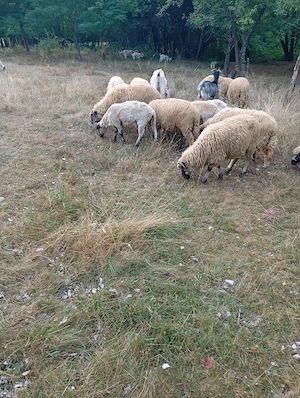 oi si capre animale bine întreținute  - imagine 4
