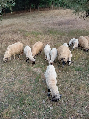 oi si capre animale bine întreținute  - imagine 2