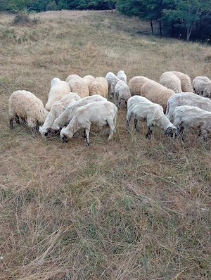 oi si capre animale bine întreținute  - imagine 5
