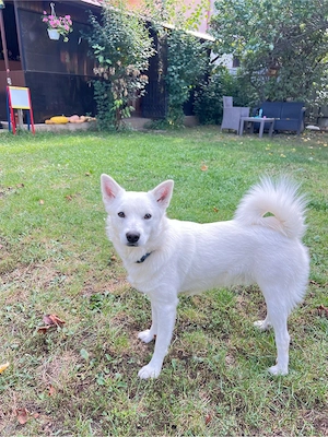 Mascul spitz ,pomeranian ,vulpino italiano superb! - imagine 4